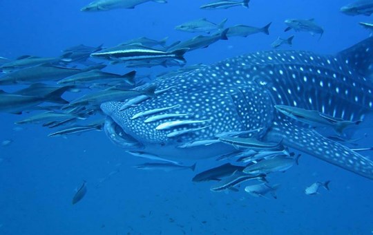 Raja Manta Whale Shark